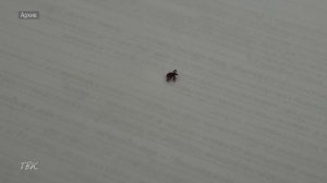 В Колпашевском районе зафиксирован рост активности клещей