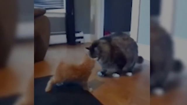 Смешные коты vs весёлые собаки. Прикольные животные смотреть онлайн