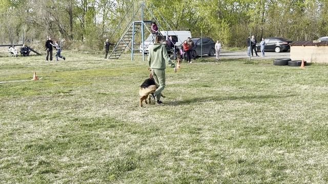 4.  выр/пож АЛЛЮСТА НИКАС РУМБА (Рус Инсайт Урсус – Аллюста Никас Ческа)