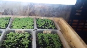 ПЕРВЫЕ ВСХОДЫ ТАБАКА ч.1