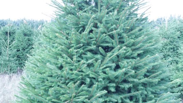 11 282 Ель Стриженая 2.50 – 2.75 м. смотреть онлайн