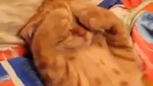Кота будят пойти поесть Ржач до слез смотреть онлайн