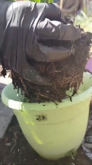 Филодендрон. Пересадка #music #musica #love #garden #сад #дача #flowers