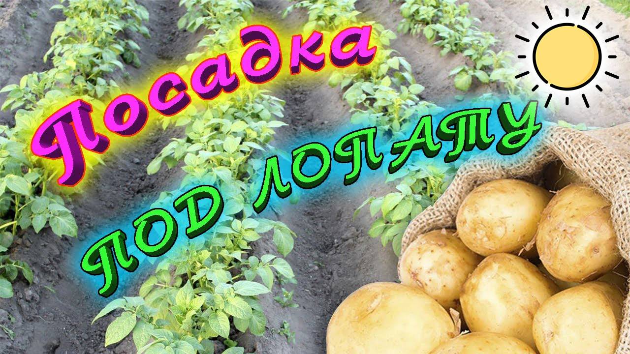 Посадка Картофеля под Лопату. Просто способ посадки картошки. Лучшее удобрение смотреть онлайн
