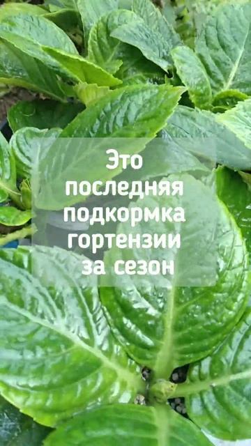 🌸Важно☝️🌿#macrophylla #hortensia #hydrangea #garden #крупнолистнаяго? смотреть онлайн