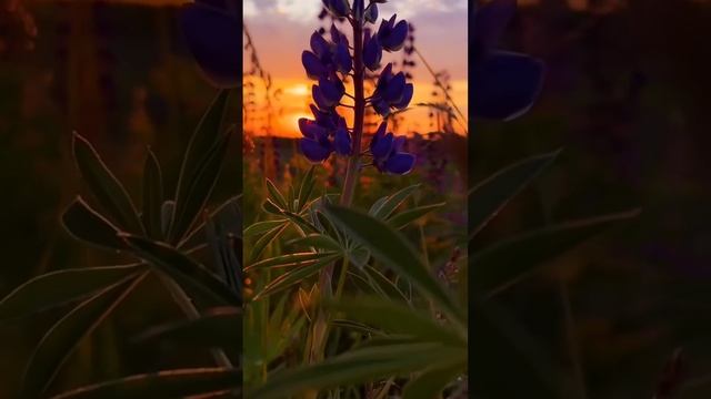 У ВСЕХ ЕСТЬ СВОЙ ВЫБОР !#road #жизнь #духовность #ойлан #elon смотреть онлайн