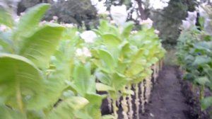 Уборка табака продолжается.