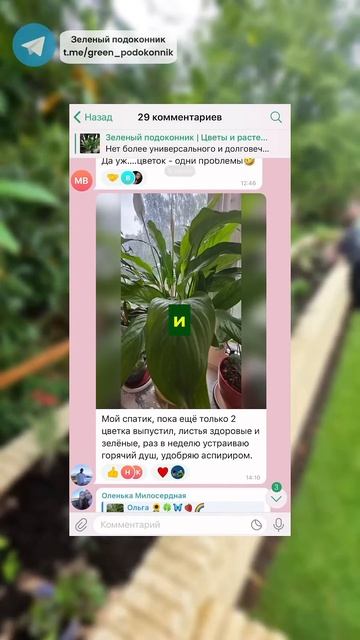 Как заставить фикус ветвиться!🫣 #сад #огород #дача #ра? смотреть онлайн