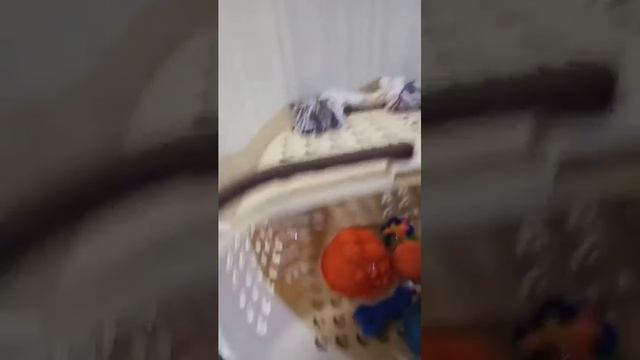 шпиц щенок собирает в переноску САМОЕ НЕОБХОДИМОЕ.. смотреть онлайн