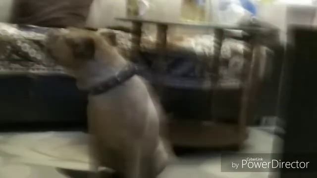 Самое смешное видео : собака поёт под музыку в конце смешно..... смотреть онлайн