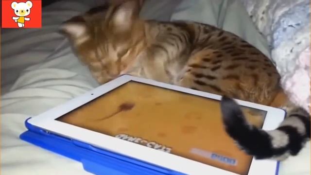 приколы про любимых кошек смотреть онлайн