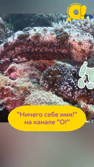Необычная защита морских огурцов. Вы знали? смотреть онлайн