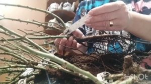 Саженцы роз из питомника "Вип сад 23" Весна 2025 год