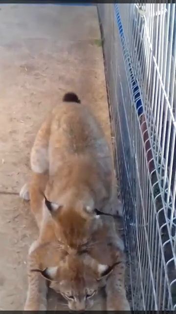 РЫСИ ПОЛУЧАЮТ УДОВОЛЬСТВИЕ ОТ ЛЮБВИ , ПЕРЕПУТАЛИ МЕСЯЦ МАЙ, С МЕСЯЦЕМ МАРТОМ. смотреть онлайн