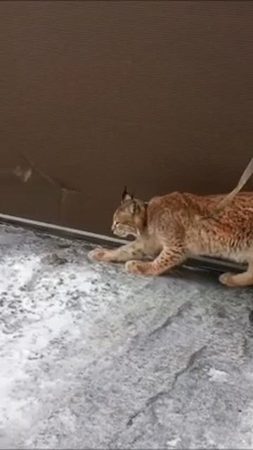 ПОКА ЖДЕМ МАШИНУ, МОЖНО КОГТИ ПОТОЧИТЬ смотреть онлайн