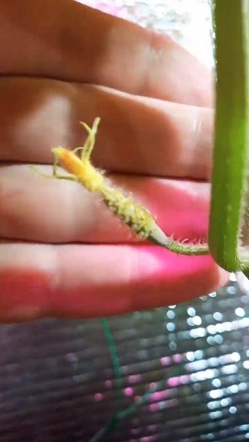 Маленький огурец появился зимой на окне в городской к?