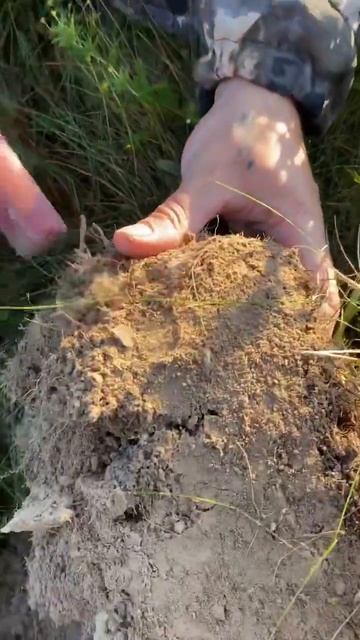 😨😨😨археолог нашел серебро #metaldetector #коп #металлоиск смотреть онлайн