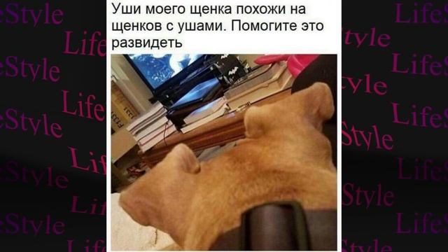 Лютые приколы Реклама секса Угарные мемы смотреть онлайн