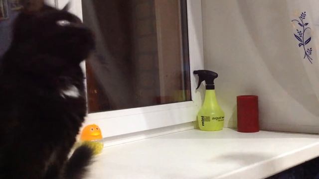 Кота тошнит от звука скотча смотреть онлайн
