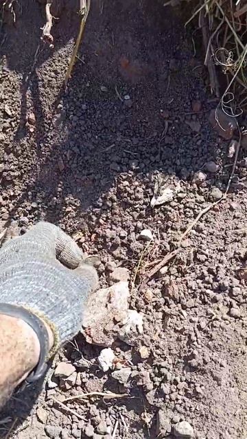 у стулка.... #мд #metaldetecting #коп #мет смотреть онлайн