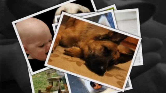 САМЫЕ СМЕШНЫЕ СОБАКИ 2015 - Лучшая Подборка #82 - Прикольные и Весёлые Собаки - ДО СЛЁЗ смотреть онлайн