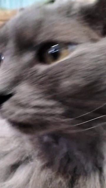 У тебя печенье 🍪 есть? #cat #видосыоткота #юмор #веселые? смотреть онлайн