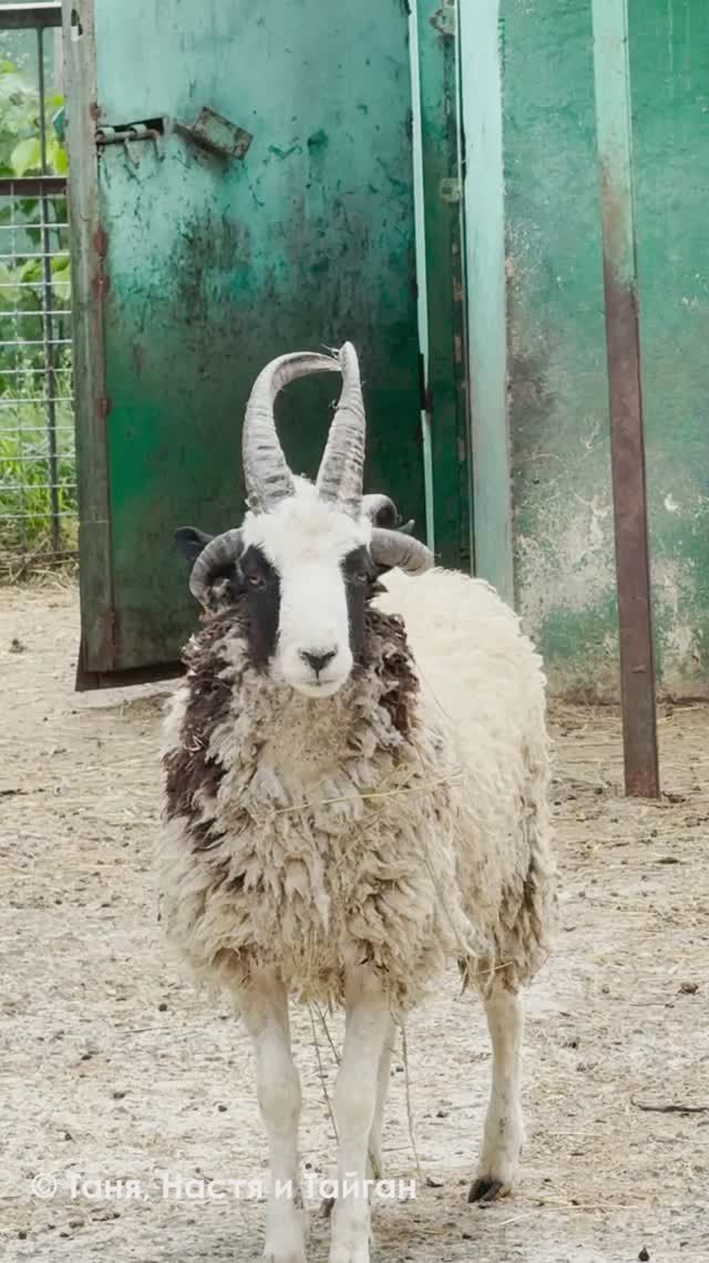 ПЯТЬ РОГ? Легко - овцы св.Якова говорят, что 4 рога это не предел! смотреть онлайн