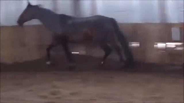 Ганноверский жеребец 2005 г.р. смотреть онлайн