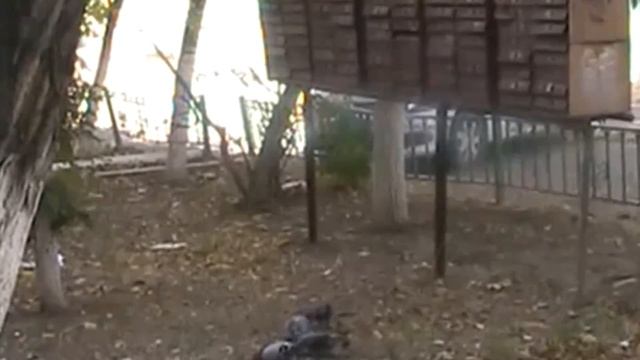 Голуби Тараз смотреть онлайн