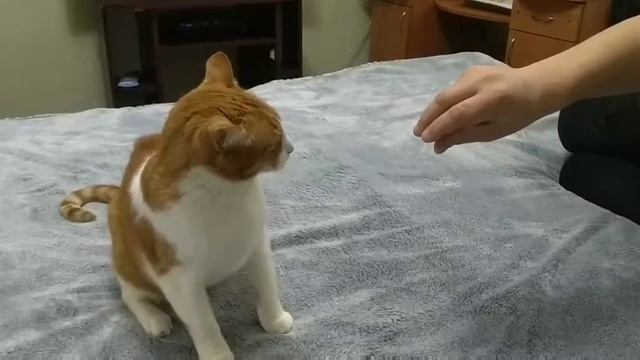 Приколы кот боксер смотреть онлайн