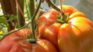 Томат МИНУСИНСКИЙ ОТ СТАРОЖИЛОВ