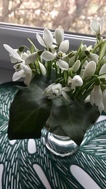 #shorts #весна #подснежники #любовь #цветы #праздник #настр смотреть онлайн