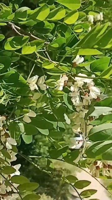 белая акация смотреть онлайн