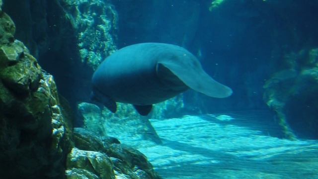 Underwater Swimming In The Underwater World. Подводное плавание в подводном мире.