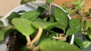 Хойя, обрезаю, привожу в порядок.🪴💕#хойя #хантыманси?