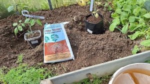 высадка томатов в теплицу