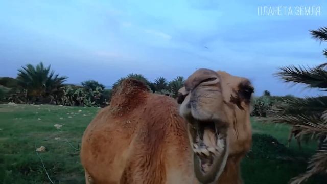 Верблюд: Корабль Пустыни | Интересные факты про верблю смотреть онлайн