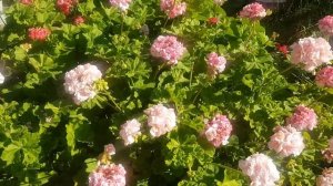 Пеларгония в открытом грунте/ сорта покидающие мою ко?