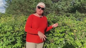 ОСОБЕННОСТИ СОРТОВ ГОЛУБИКИ Часть 1