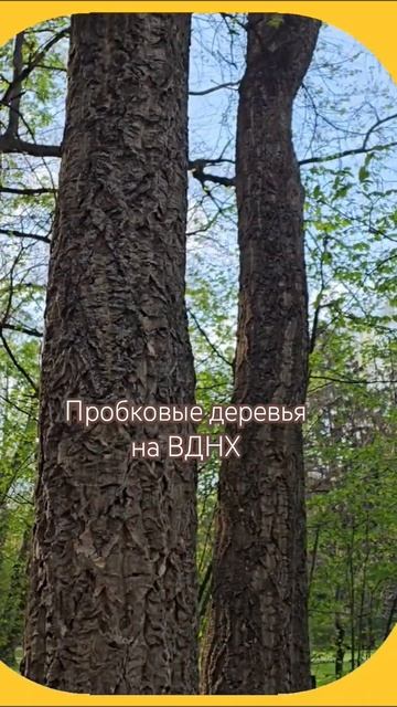 где-то встречали такие деревья? смотреть онлайн