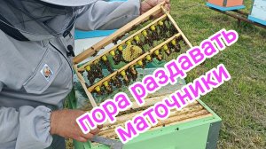 Работа на пасеке в середине мая. Пчеловодство.