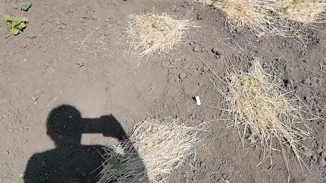 Ура! Наконец-то высадила всю рассаду👏🍆🌶️🍅🍉 смотреть онлайн