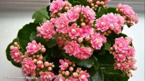 ПОЛИВ КАЛАНХОЭ: КАК ИЗБЕЖАТЬ ГИБЕЛИ РАСТЕНИЯ? ЧТО НУЖН