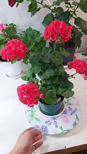 Kenny's Double пеларгония смотреть онлайн