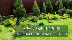 САМЫЕ КРАСИВЫЕ И ЯРКИЕ МОЖЖЕВЕЛЬНИКИ ВЕСНОЙ. 15.05.2025г.