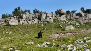 В заповедных дебрях Северного Байкала