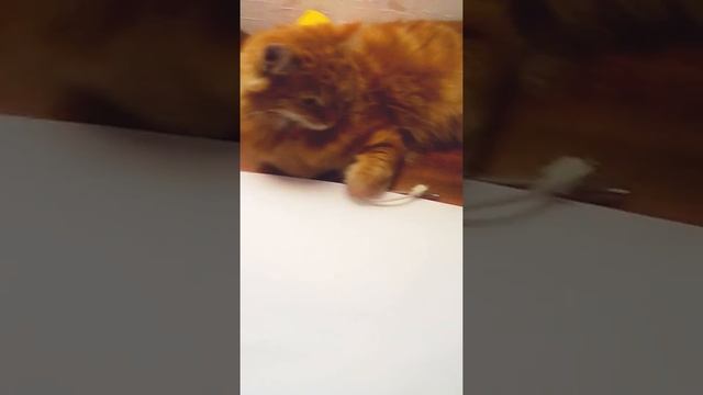 Мемы и комиксы смотреть онлайн