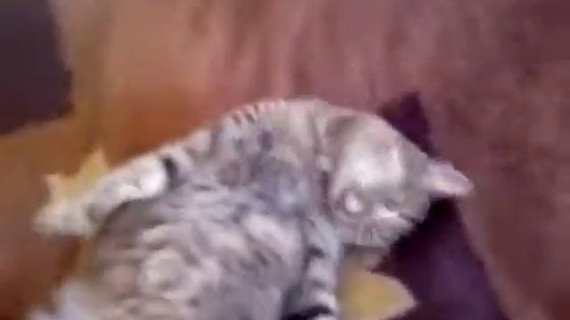Прикол !Мой линивый КОТ Лёха! смотреть онлайн