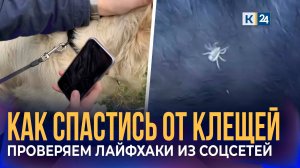 В сети завирусился способ поиска клещей на питомцах с помощью камеры