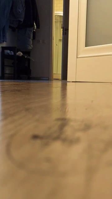 Съездил на курорт... #коты #cat #pets #котики #funnycats #смех #ржа смотреть онлайн